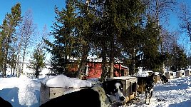 Doghouses outside the hut