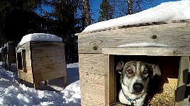 Prana in her dog house