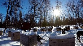 Dog houses in the sun