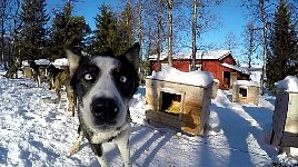 Dog staring into the camera