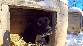 Bored dog in dog house