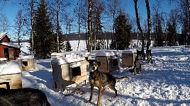 Dogs outside their houses with lake in the background