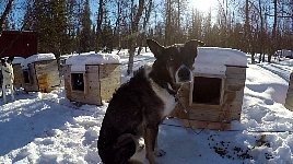 Robert outside his dog house