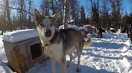 Malte  outside his dog house