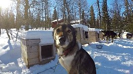 Dog outside the dog house