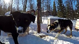 Dog staring at camera with other dog stealing its food