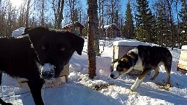 Dog staring at camera with other dog stealing its food