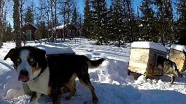 Dog licking its nose