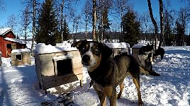 Dogs outside the doghouses