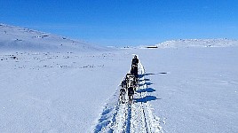 Dogsledding in Padjelanta National Park on a sunny day