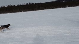 Dogs running on Umnaes lake