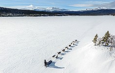 Large dog team drone shot