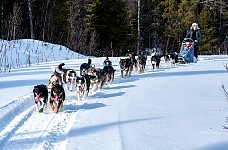 Dogs enjoying the run