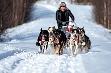 Dogs enjoying the run