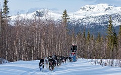 Dogs enjoying the run