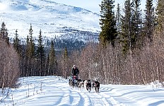 Dogs enjoying the run