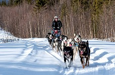 Dogs enjoying the run