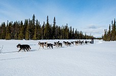 Dogs enjoying the run