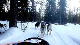 Puppy team running