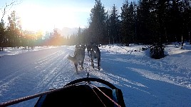 Puppy team running