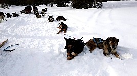 Dogs relaxing during break