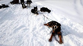 Dogs relaxing during break