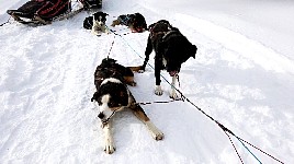 Dogs relaxing during break