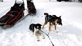 Dogs relaxing during break