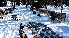 30 feeding bowls waiting to be filled