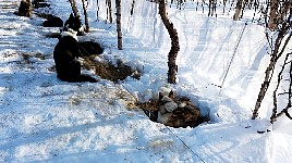 Malte in his nest at Baeverholmen