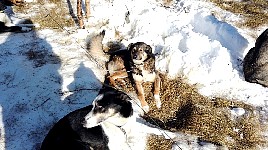 Harry next to his nest at Baeverholmen