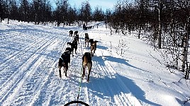 Luna bringing team to the side of the trail