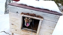 Lind in her dog box