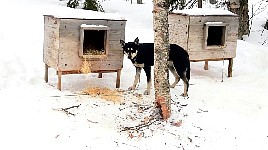 Denali disliking trees