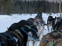 Puppy team running