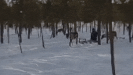 Reindeer sled animated gif