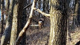 Deer in Kullaberg woods