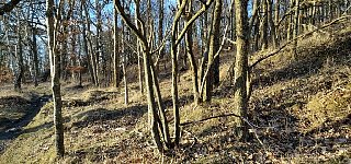 Deer in Kullaberg woods