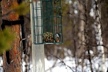 Bird at bird feeder