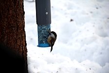 Bird at bird feeder