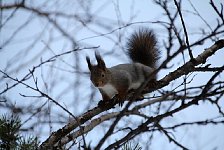 Squirrel