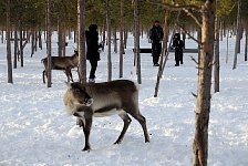 Reindeer in corral