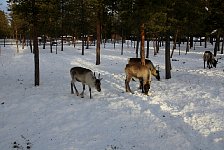 Reindeer in corral