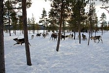 Reindeer in corral