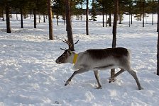 Reindeer in corral