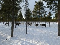 Reindeer in corral