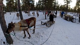 Me on stationary reindeer sled