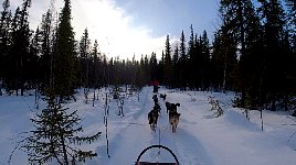 Dogsledding near Umnaes