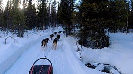 Dogsledding near Umnaes