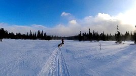 Dogsledding near Umnaes